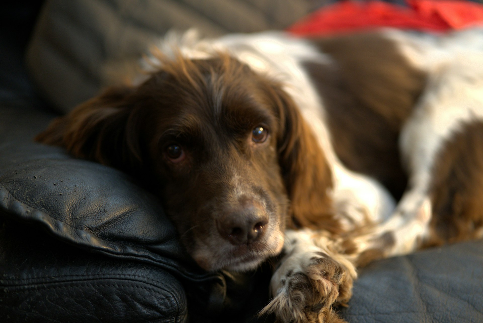 A brown and white dog laying on top of a couch